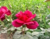 Rose.383825_401_n.jpg
