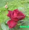 Rose.428439_100252.jpg