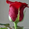 Rose.563937_111.jpg