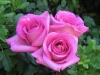 Rose.6t37.jpg