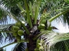 coconut_fruits.JPG
