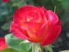 rose.6.jpg